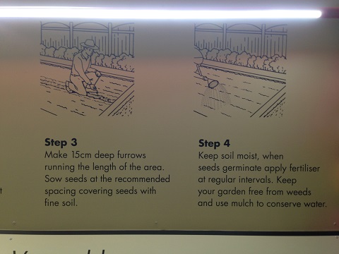 Veggie Garden Preparation11