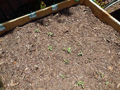 Veggie Garden Preparation18