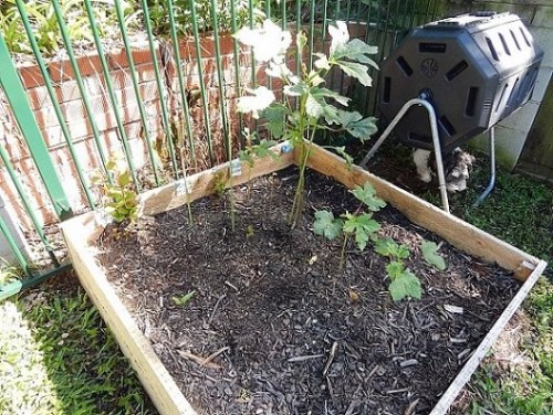 Veggie Garden Apr1