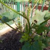 簡単?収穫は?家庭菜園初心者、野菜作りチャレンジをふり返る