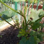 簡単？収穫は？家庭菜園初心者、野菜作りチャレンジをふり返る