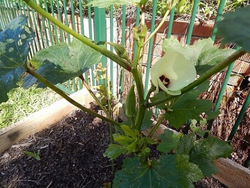 Veggie Garden Apr2