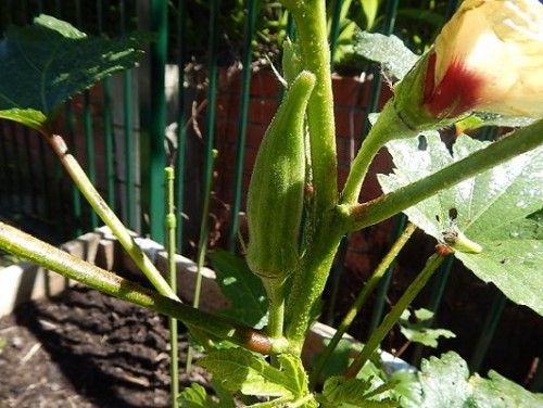 Veggie Garden Apr3