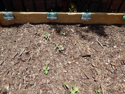 Veggie Garden Dec