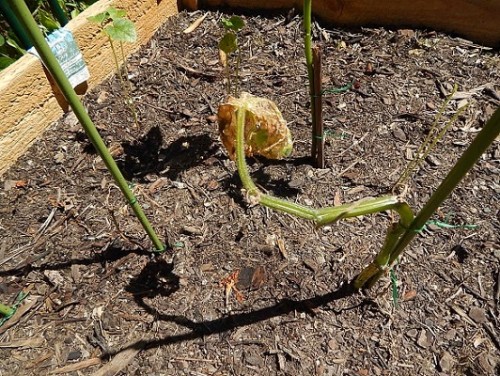 Veggie Garden Feb2