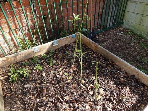 Veggie Garden May