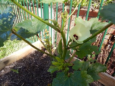 DIY Bug Spray For A Vegetable Garden2