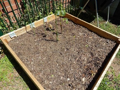 Veggie Garden Feb1