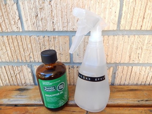 Eucalyputus Oil2