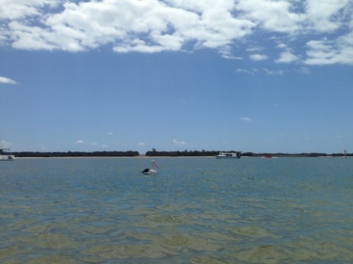 Australia Pelican
