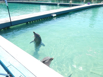 Sea World Gold Coast11-1