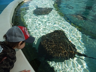 Sea World Gold Coast15-1