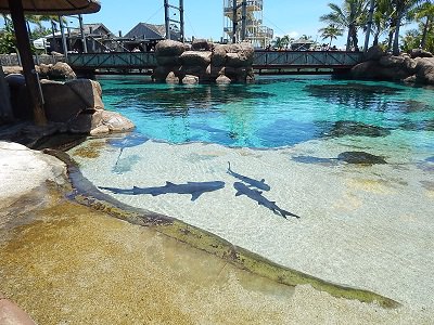 Sea World Gold Coast18-1