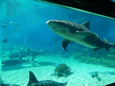 Sea World Gold Coast19-1