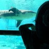 かわいい海の動物いっぱい！ゴールドコーストのシーワールドが楽しい