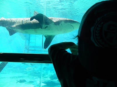 Sea World Gold Coast20-1