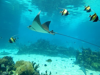 Sea World Gold Coast21-1
