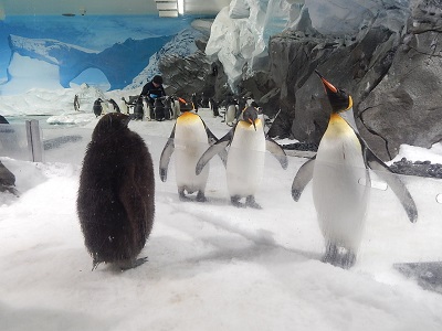 Sea World Gold Coast3-1