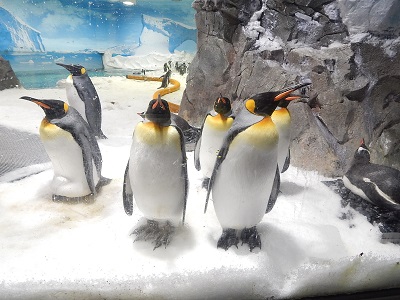 Sea World Gold Coast4-1