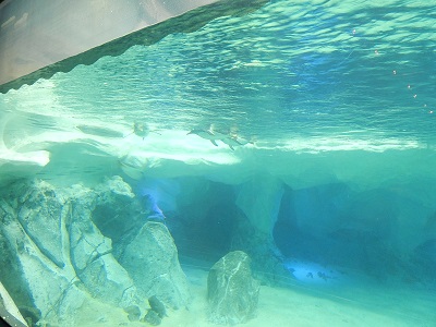 Sea World Gold Coast5-1