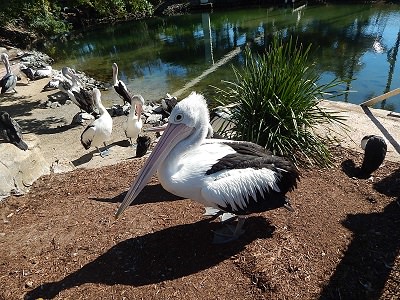 Sea World Gold Coast8-1