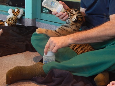 Twin Baby Tigers at Dreamworld13