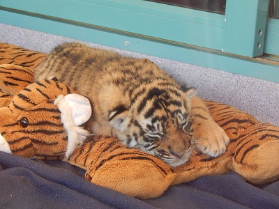 Twin Baby Tigers at Dreamworld16