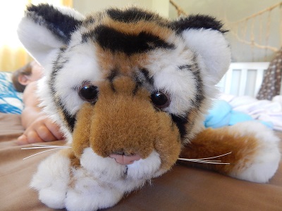 Twin Baby Tigers at Dreamworld19