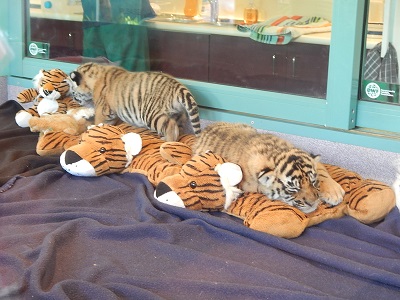 Twin Baby Tigers at Dreamworld3