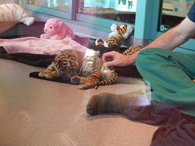 Twin Baby Tigers at Dreamworld6