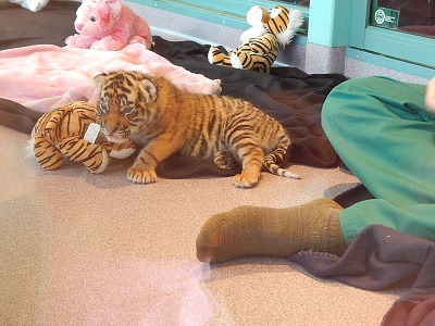 Twin Baby Tigers at Dreamworld8