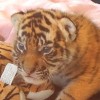 祝!オーストラリアドリームワールドのかわいいトラの赤ちゃん画像集