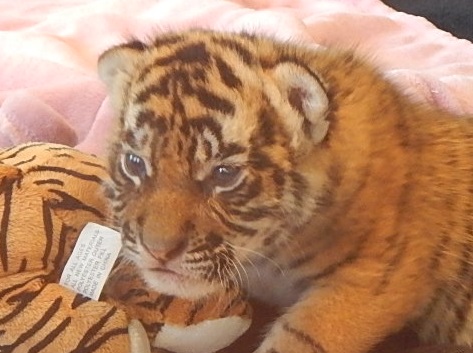 Twin Baby Tigers at Dreamworld9