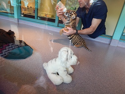 Tiger Cub at Dreamworld1