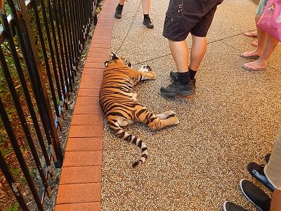 Tiger Cub at Dreamworld10