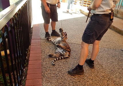 Tiger Cub at Dreamworld11
