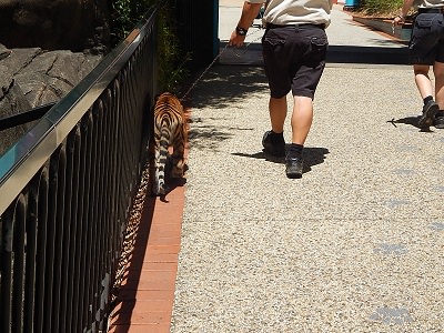 Tiger Cub at Dreamworld16