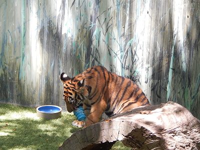 Tiger Cub at Dreamworld17