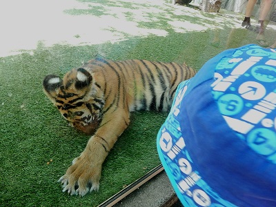 Tiger Cub at Dreamworld18