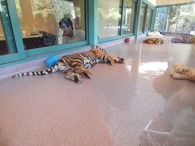 Tiger Cub at Dreamworld2