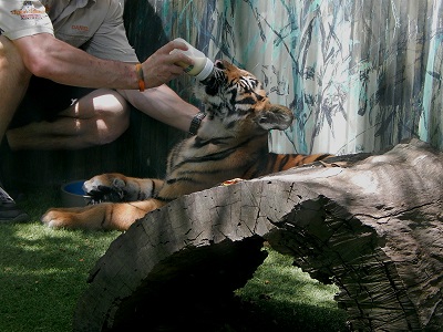 Tiger Cub at Dreamworld20