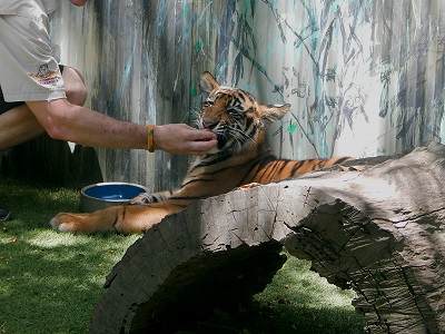 Tiger Cub at Dreamworld22
