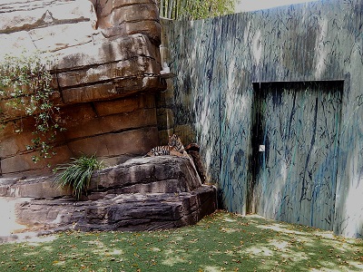 Tiger Cub at Dreamworld3
