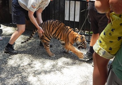Tiger Cub at Dreamworld5