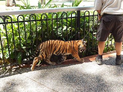 Tiger Cub at Dreamworld7