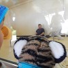 ホワイトタイガー赤ちゃん！日本の動物園から無事オーストラリア到着