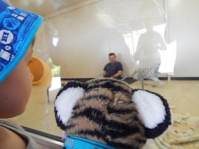 White Tiger Cubs10