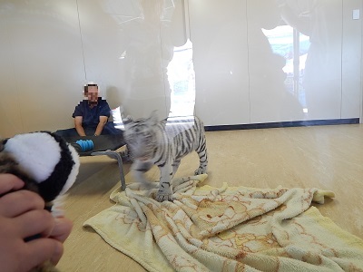 White Tiger Cubs11