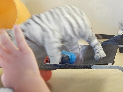 White Tiger Cubs12