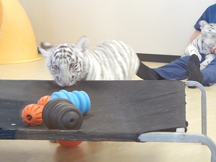 White Tiger Cubs13